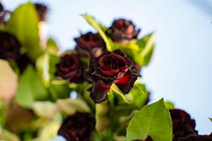 rosas negras