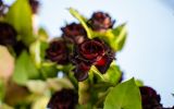 Em Halfeti, um assentamento na província de Şanlıurfa, na Turquia, florescem as famosas rosas negras