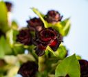 Conheça cidade subaquática na Turquia onde florescem rosas negras