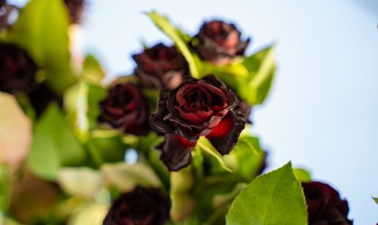 Conheça cidade subaquática na Turquia onde florescem rosas negras