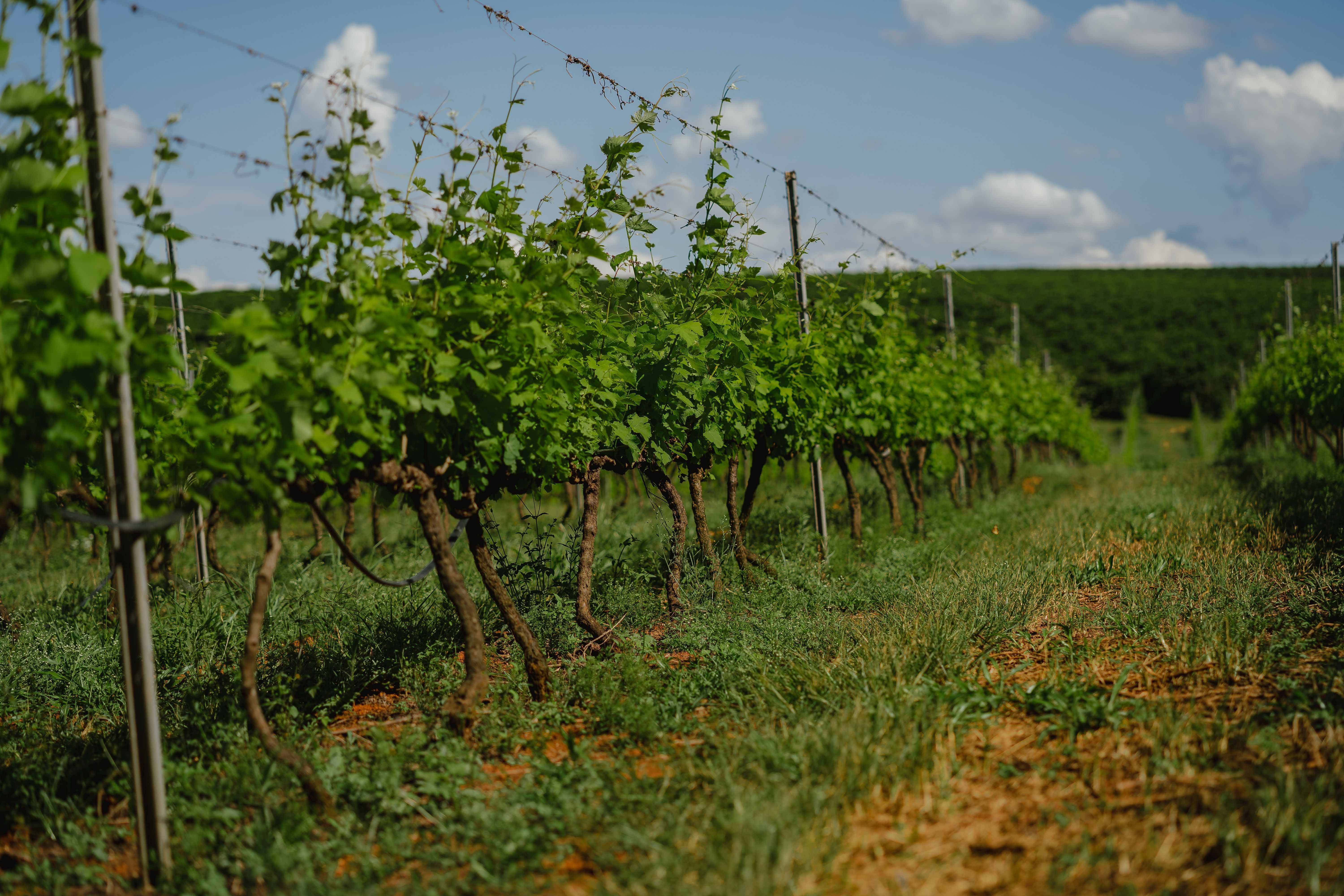 Syrah da Maria Maria é proveniente da Fazenda Capetinga, em Boa Esperança, no Sul de Minas •