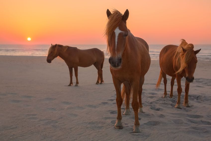 Assateague Island se divide entre Maryland e Virginia • Getty Images/ Image by Michael Rickard