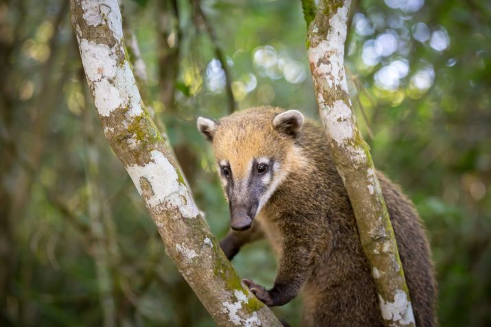 A fauna nas Cataratas do Iguaçu é bastante diversa • Divulgação/Awasi Iguazú