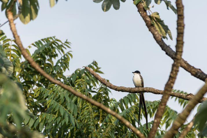 Centros de conservação espalhados pela região oferecem experiências educativas • Divulgação/Awasi Iguazú