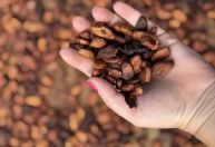 Mar de chocolate em Ilhéus: fazendas históricas ensinam produção de cacau