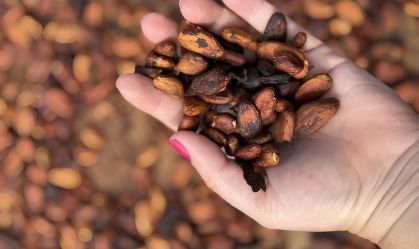 Mar de chocolate em Ilhéus: fazendas históricas ensinam produção de cacau