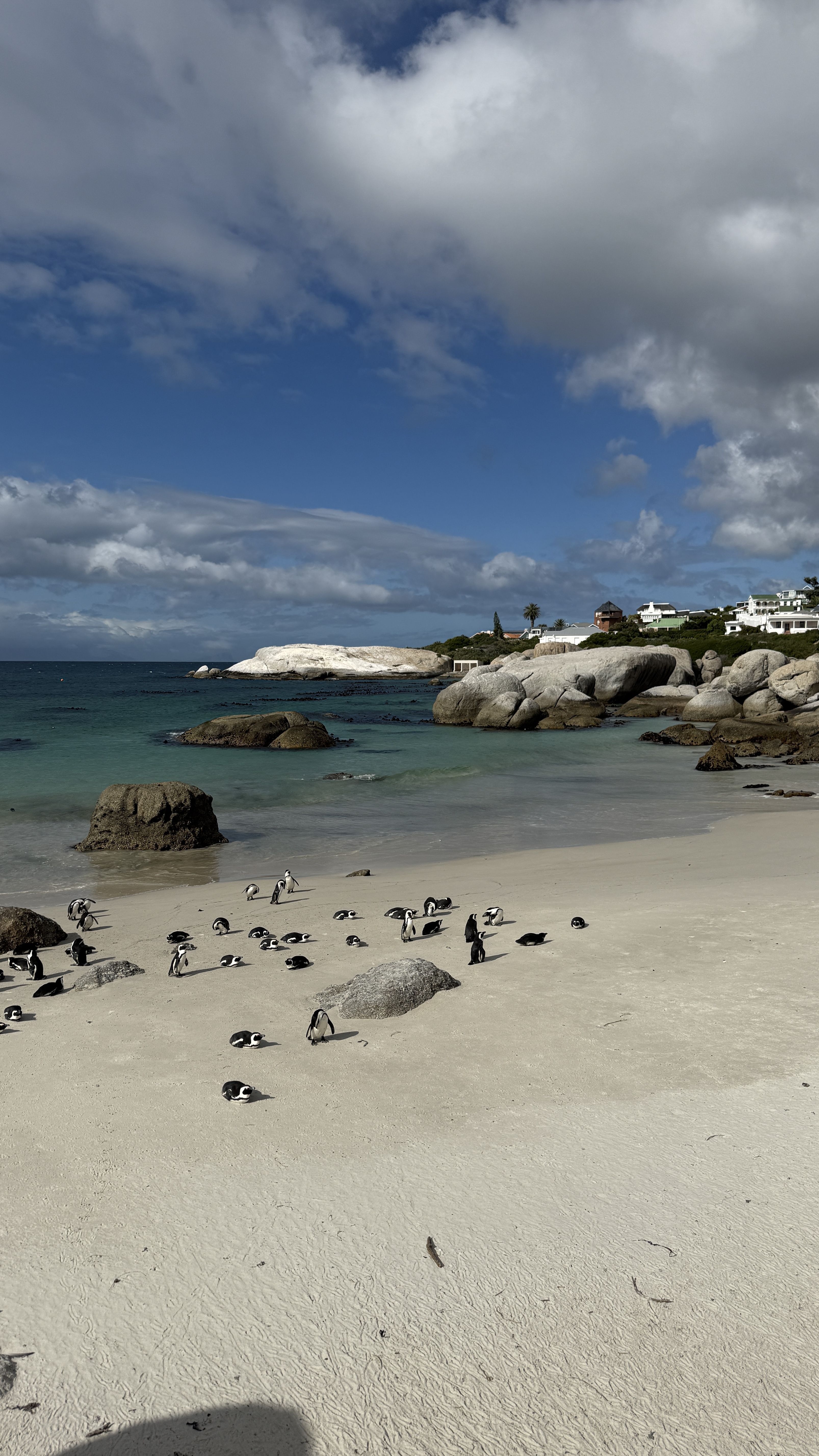Colônia de pinguins em Boulder´s Beach, na Cidade do Cabo • Tina Bini