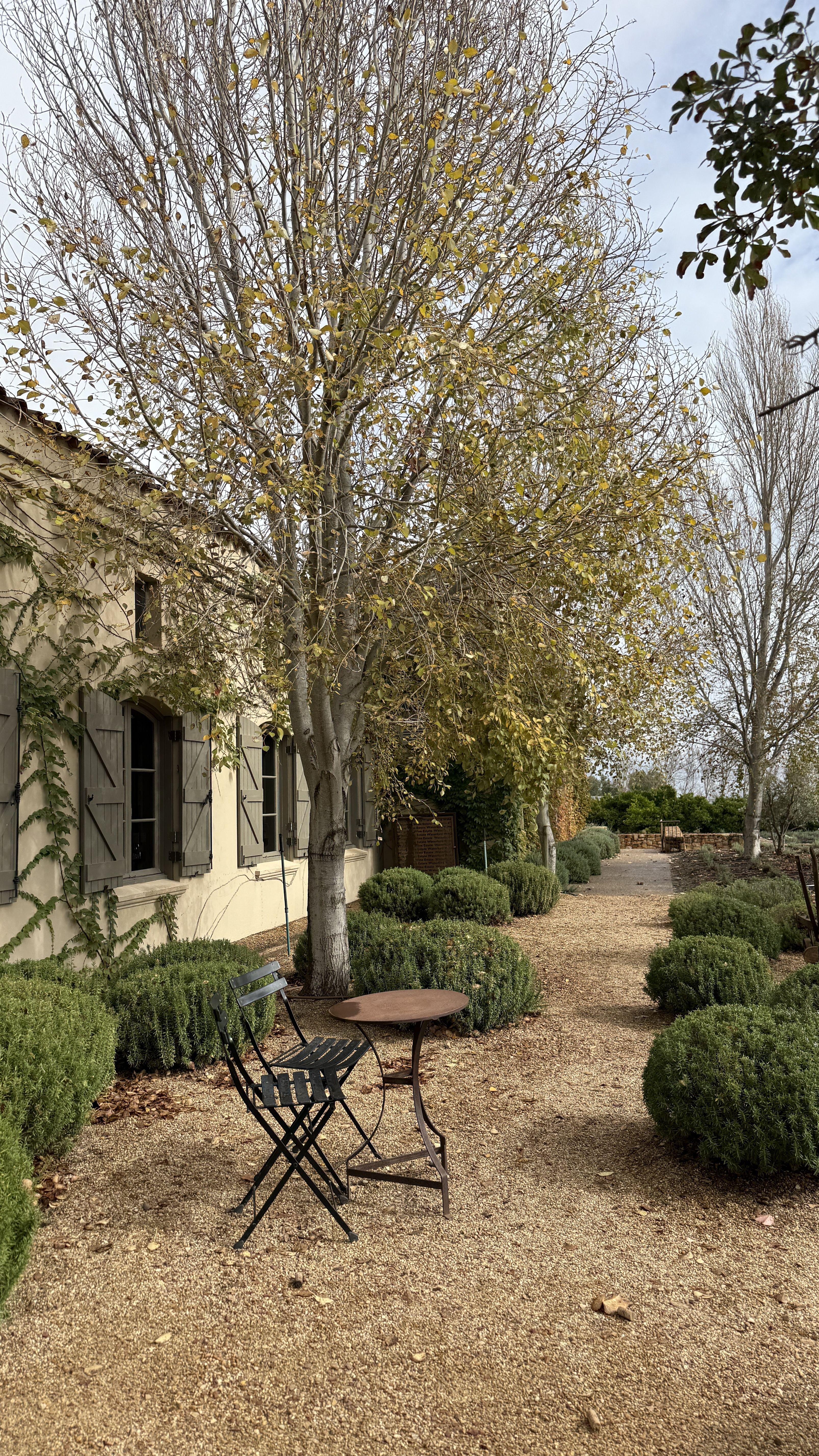 Vinícola Waterford Estate Stellenbosch • Tina Bini