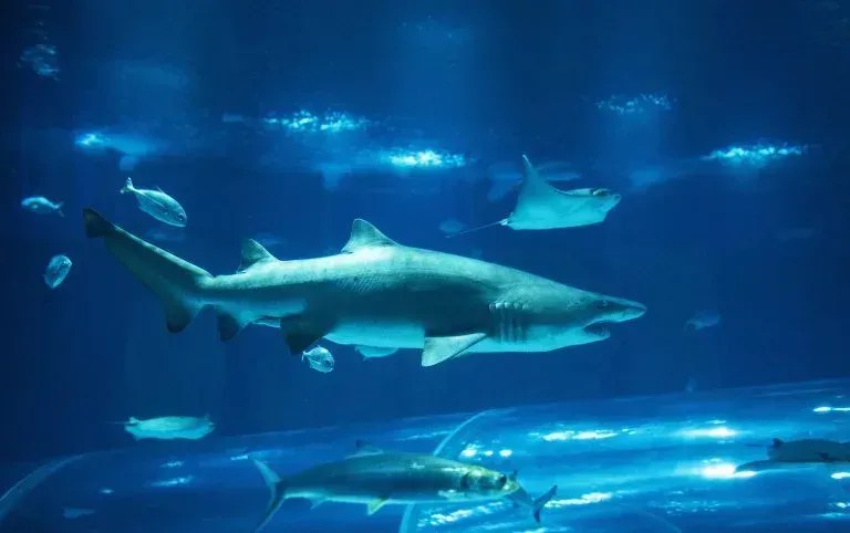Aquário do Rio tem mais de 350 espécies marinhas • Divulgação/Aquário do Rio de Janeiro