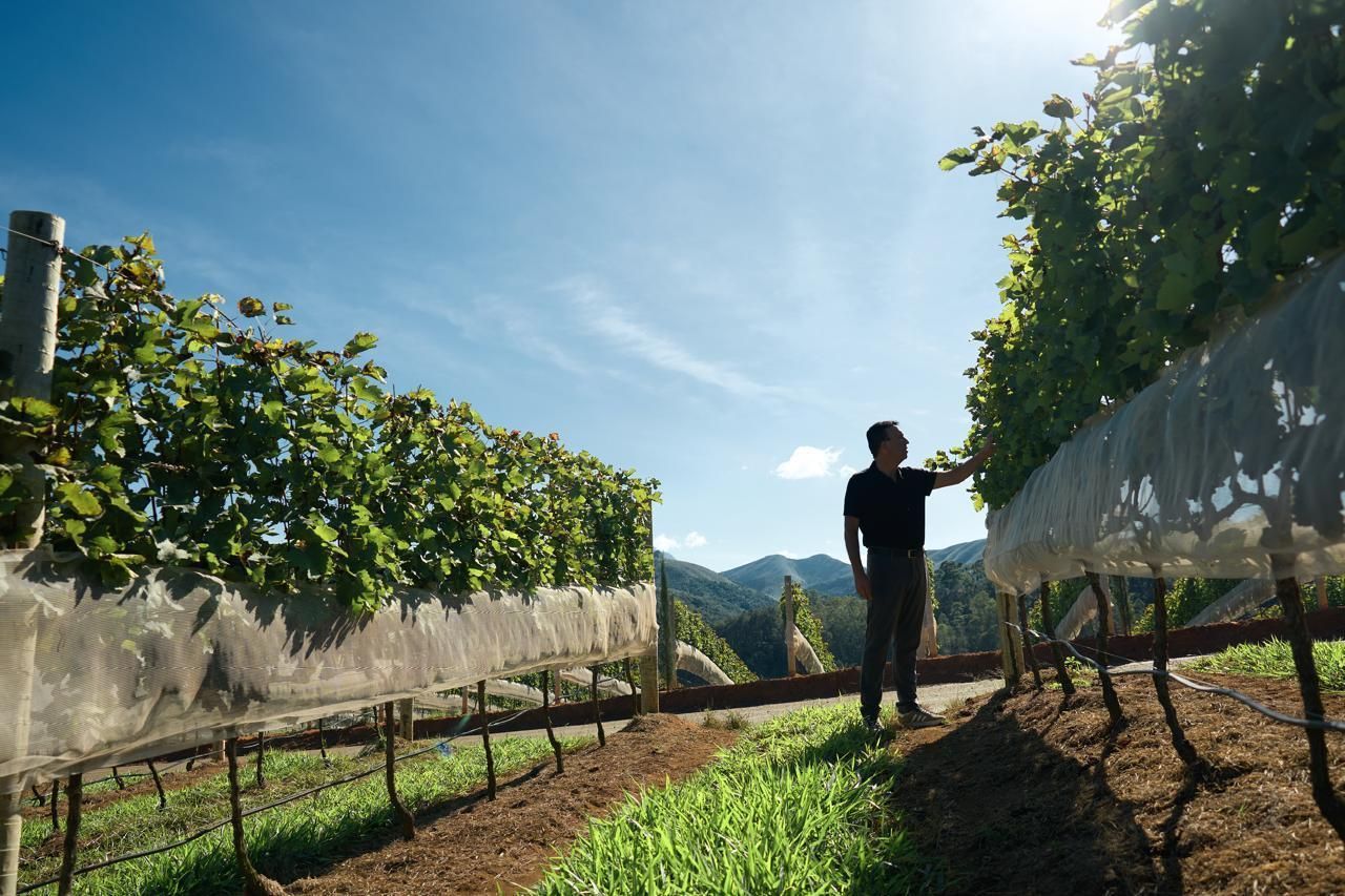 Vinhas da Vinícola Maturano, em Teresópolis (RJ)