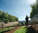 Vindima de inverno: vinícolas projetam produção menor, mas com qualidade