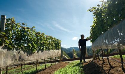Vindima de inverno: vinícolas projetam produção menor, mas com qualidade