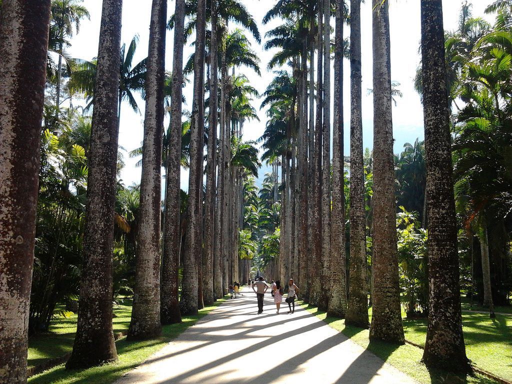 Palmeiras imperiais do Jardim Botânico do Rio de Janeiro • Wikimedia Commons