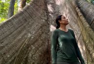 Entenda por que árvores robustas são raras na Floresta Amazônica