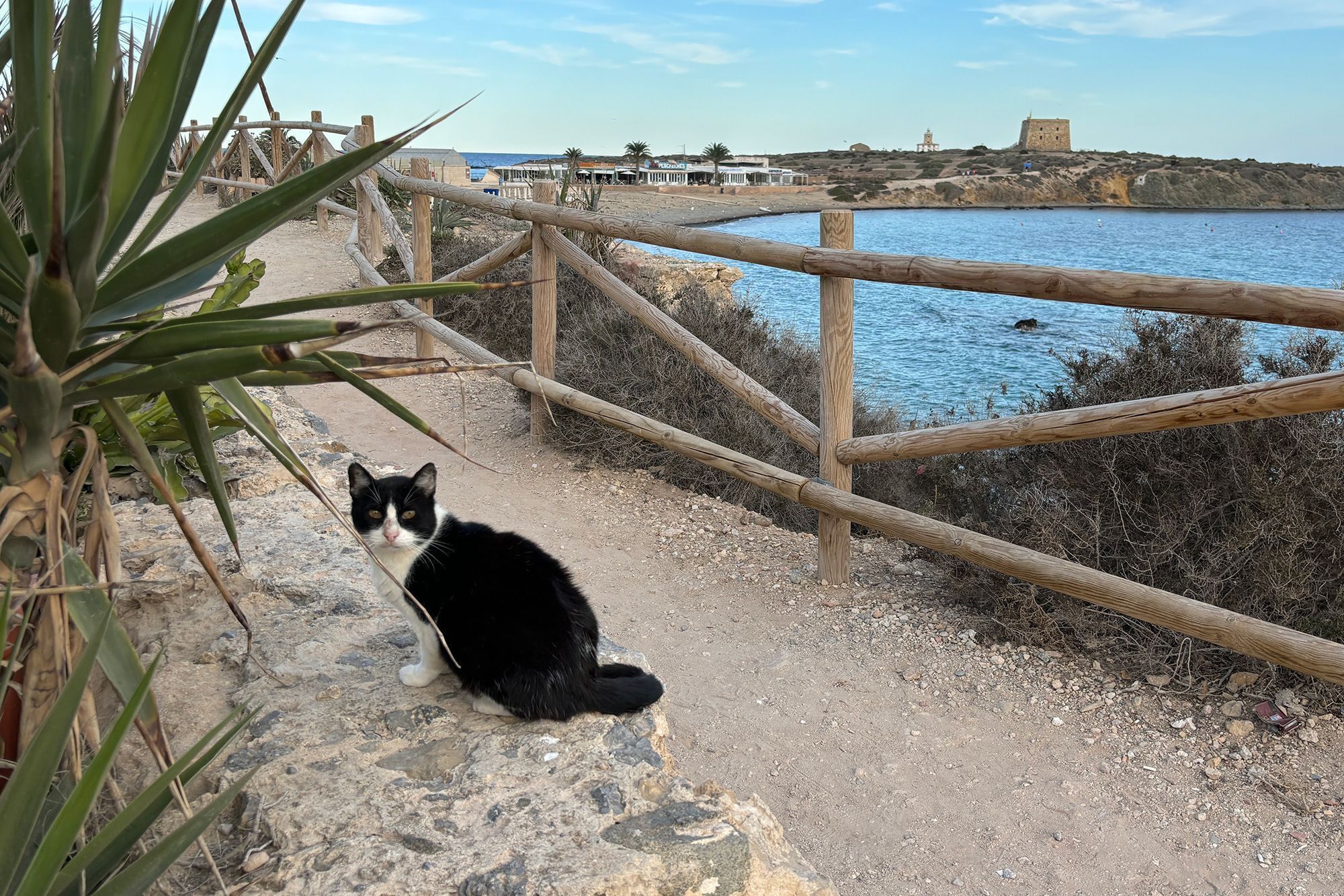 gatos, ilha