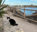 Conheça ilha na Espanha que tem mais gatos do que pessoas
