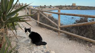 Conheça ilha na Espanha que tem mais gatos do que pessoas