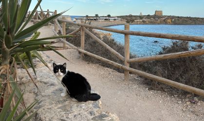 Conheça ilha na Espanha que tem mais gatos do que pessoas