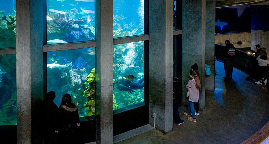 New England Aquarium tem um tanque marítimo de quatro andares • Divulgação/New England Aquarium