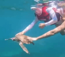 Entenda por que tocar em animais marinhos é proibido em áreas de turismo