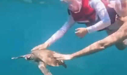 Entenda por que tocar em animais marinhos é proibido em áreas de turismo