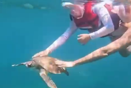 Entenda por que tocar em animais marinhos é proibido em áreas de turismo