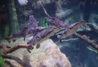 Conheça novo aquário em Foz do Iguaçu, um dos maiores da América do Sul