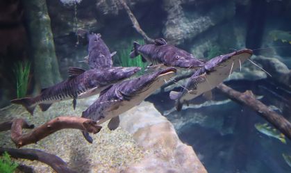 Conheça novo aquário em Foz do Iguaçu, um dos maiores da América do Sul