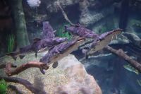 Conheça novo aquário em Foz do Iguaçu, um dos maiores da América do Sul