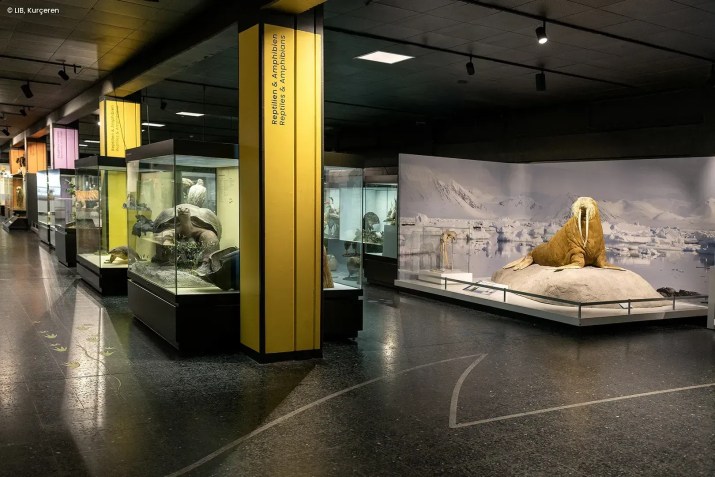 A exposição de zoologia é uma das permanentes do Museu de História Natural de Hamburgo • LIB, Kurçeren/Museu de História Natural de Hamburgo