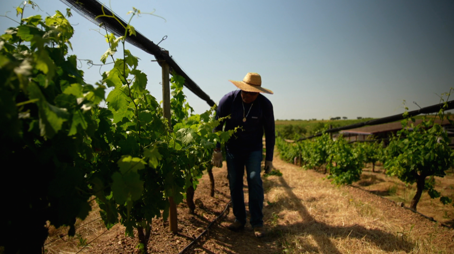 Vinhos de Portugal