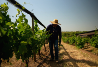 Vinhos de Portugal: série revela arte de colher passado para servir futuro
