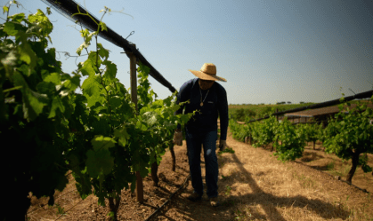 Vinhos de Portugal: série revela arte de colher passado para servir futuro
