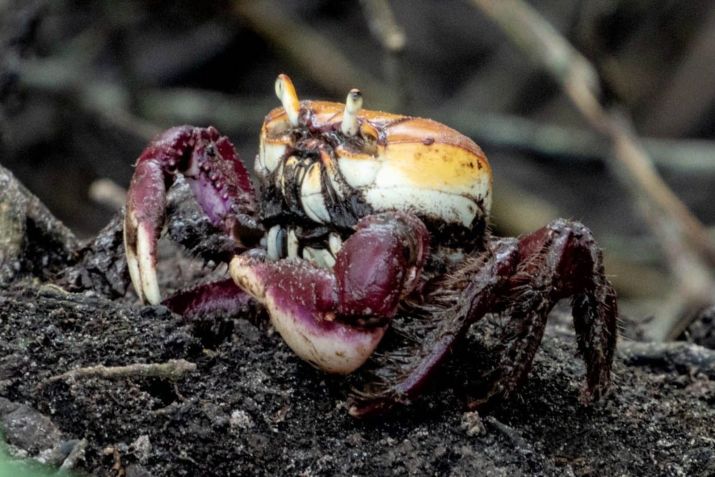 Lei permite apenas a captura de machos do caranguejo-uçá com mais de 7 centímetros de carapaça • Edgar Fernandez/Instituto Guaju