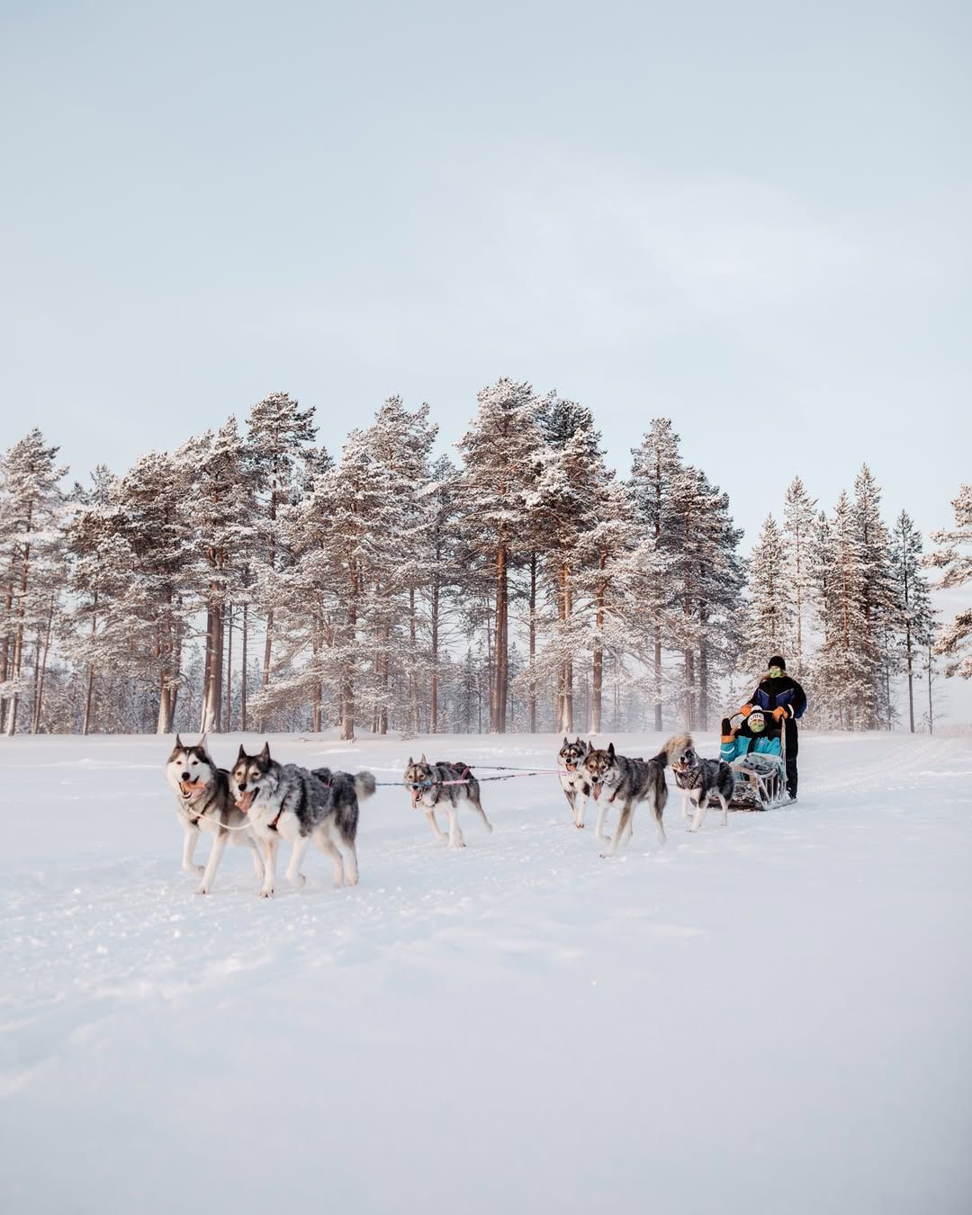 Passeio com cães atravessa paisagens nevadas • Instagram/Bearhill Husky Tours