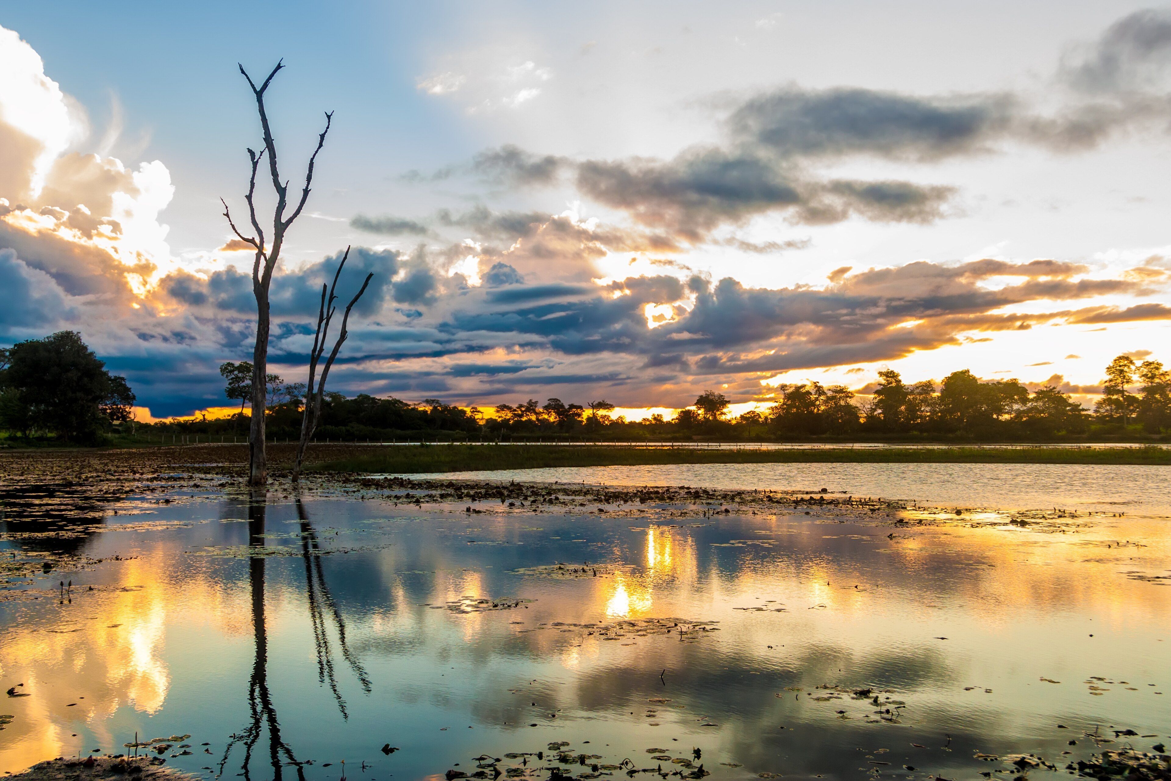 No Mato Grosso, Pantanal é palco de observações da exuberante fauna e flora • Filipefrazao/Wikimedia Commons/CC BY-SA 3.0