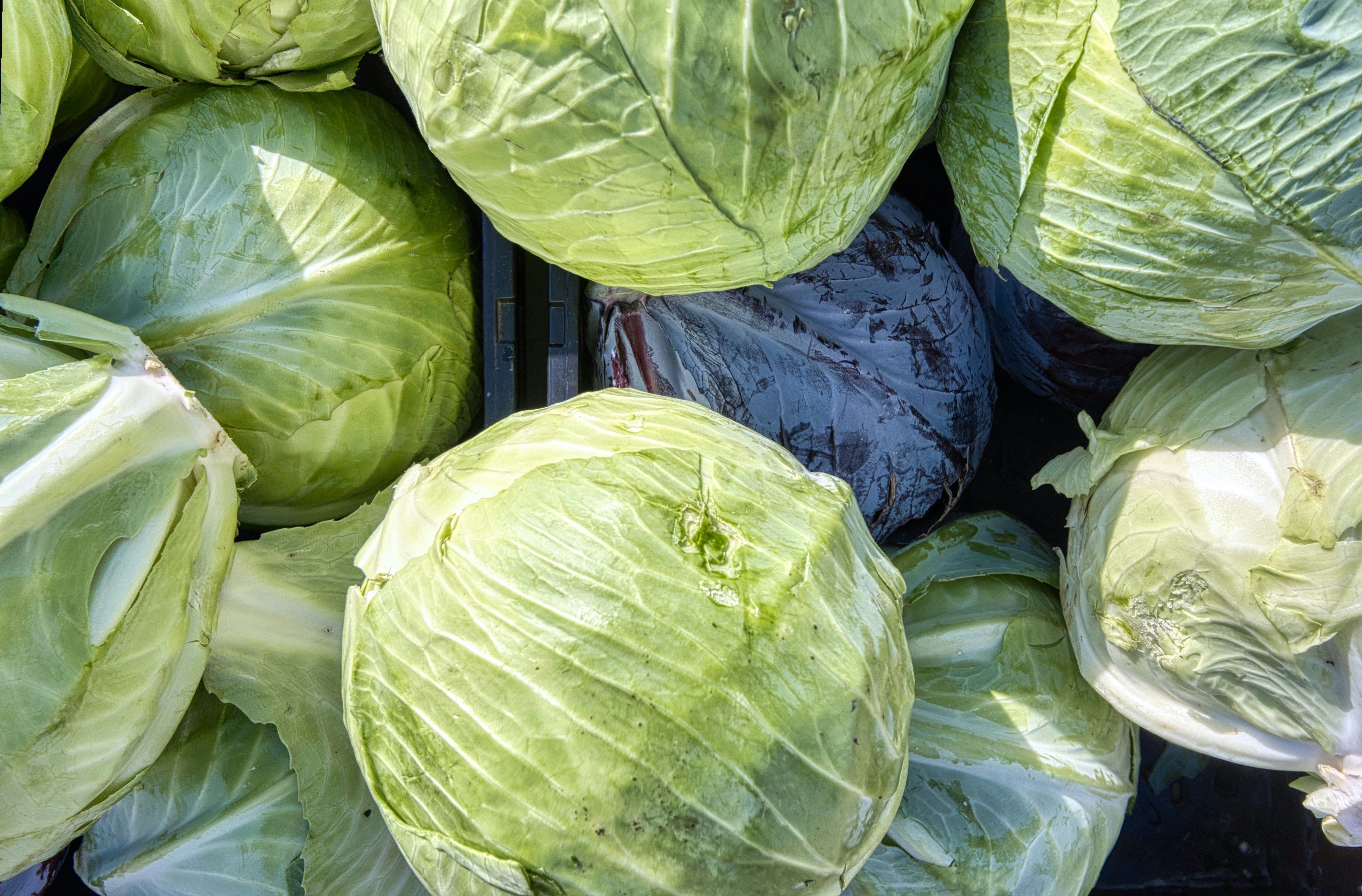 Repolho é alimento da vez em 2026 • Foto de Eric Prouzet na Unsplash