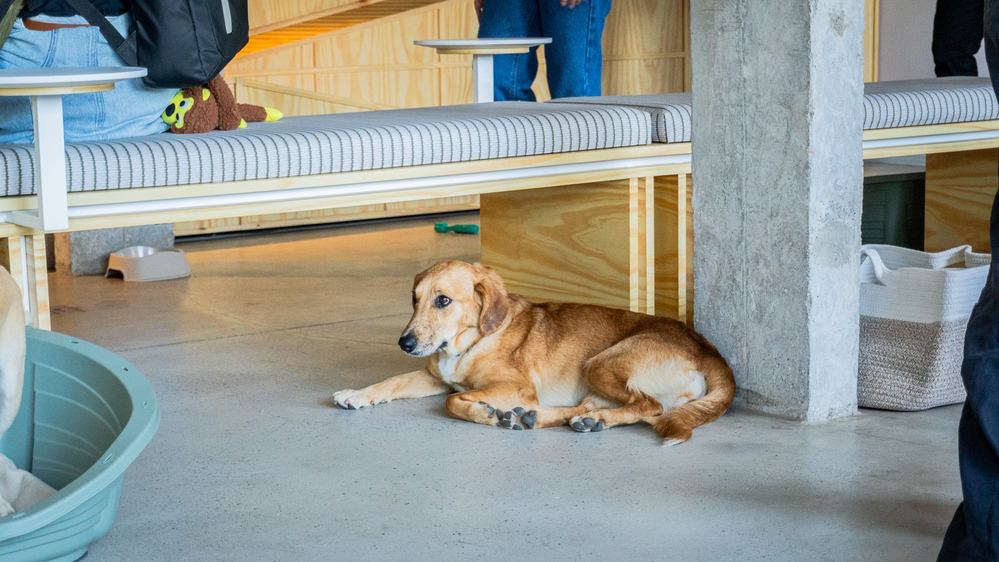 Pets ficam soltos nos andares da CasAdote para livre interação com futuros tutores • Divulgação