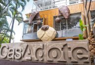 Novo café pet friendly em São Paulo reúne cães e gatos para adoção