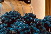 Paraná ganha rota de vinho com 60 propriedades em 30 municípios