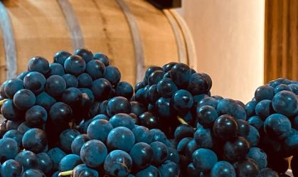 Paraná ganha rota de vinho com 60 propriedades em 30 municípios