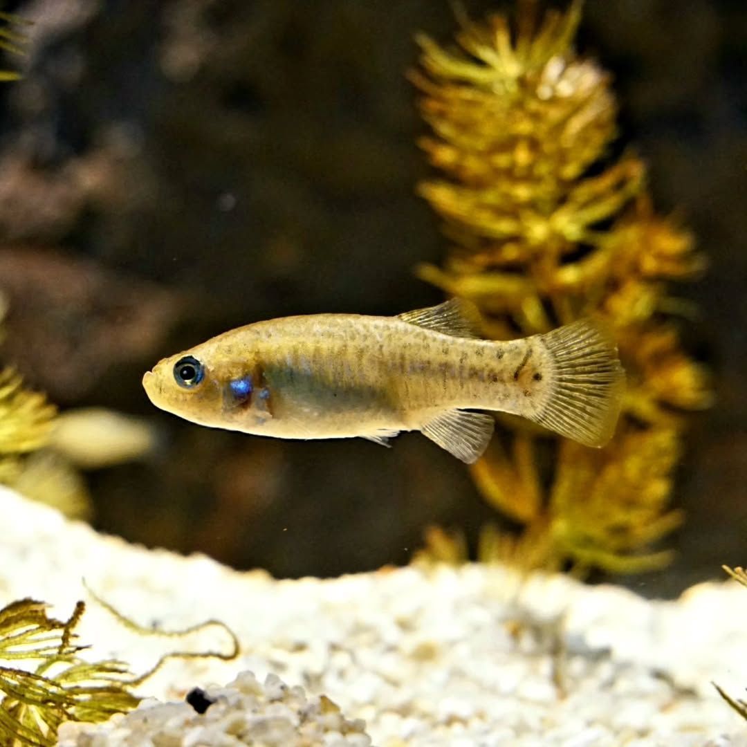 Acuario de Sevilla é passeio clássico para crianças na cidade • Instagram/Acuario Sevilla
