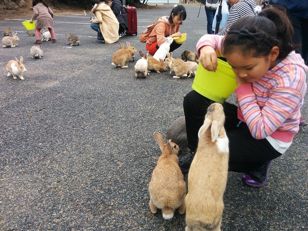 Okunoshima é famosa por seus coelhos selvagens amigáveis • Wikimedia Commons