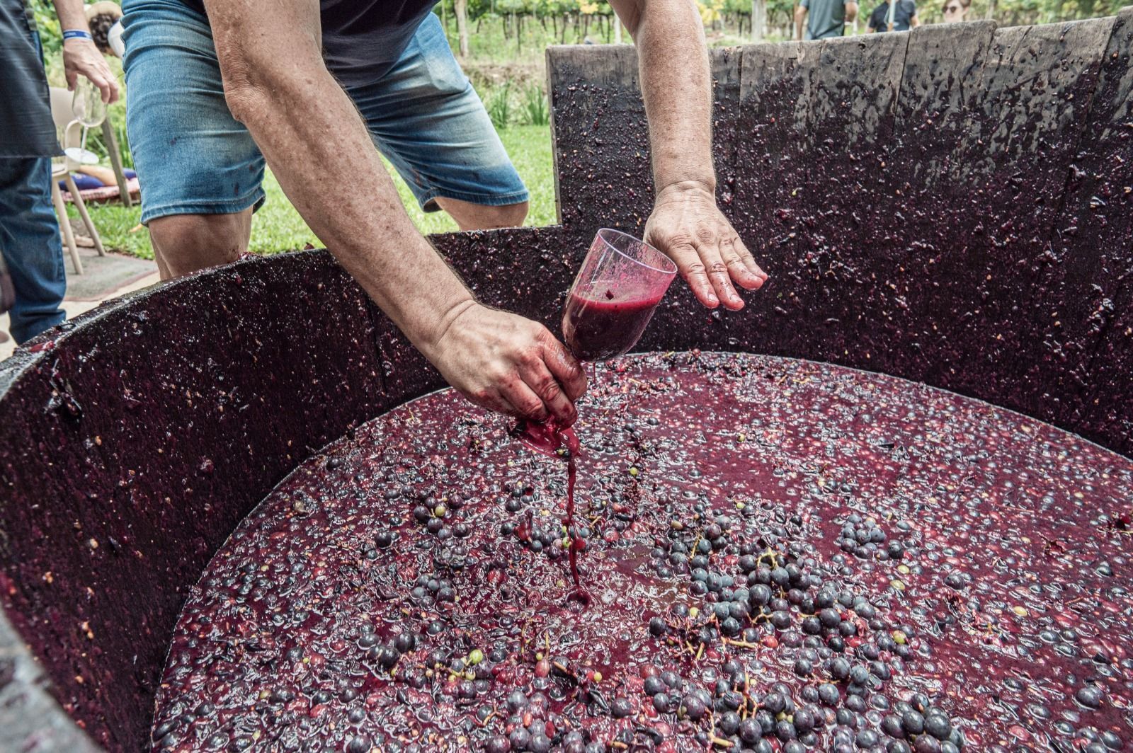 Atividades do sábado incluem pisa das uvas e cerimônia de bênção da safra • Divulgação Aprovale