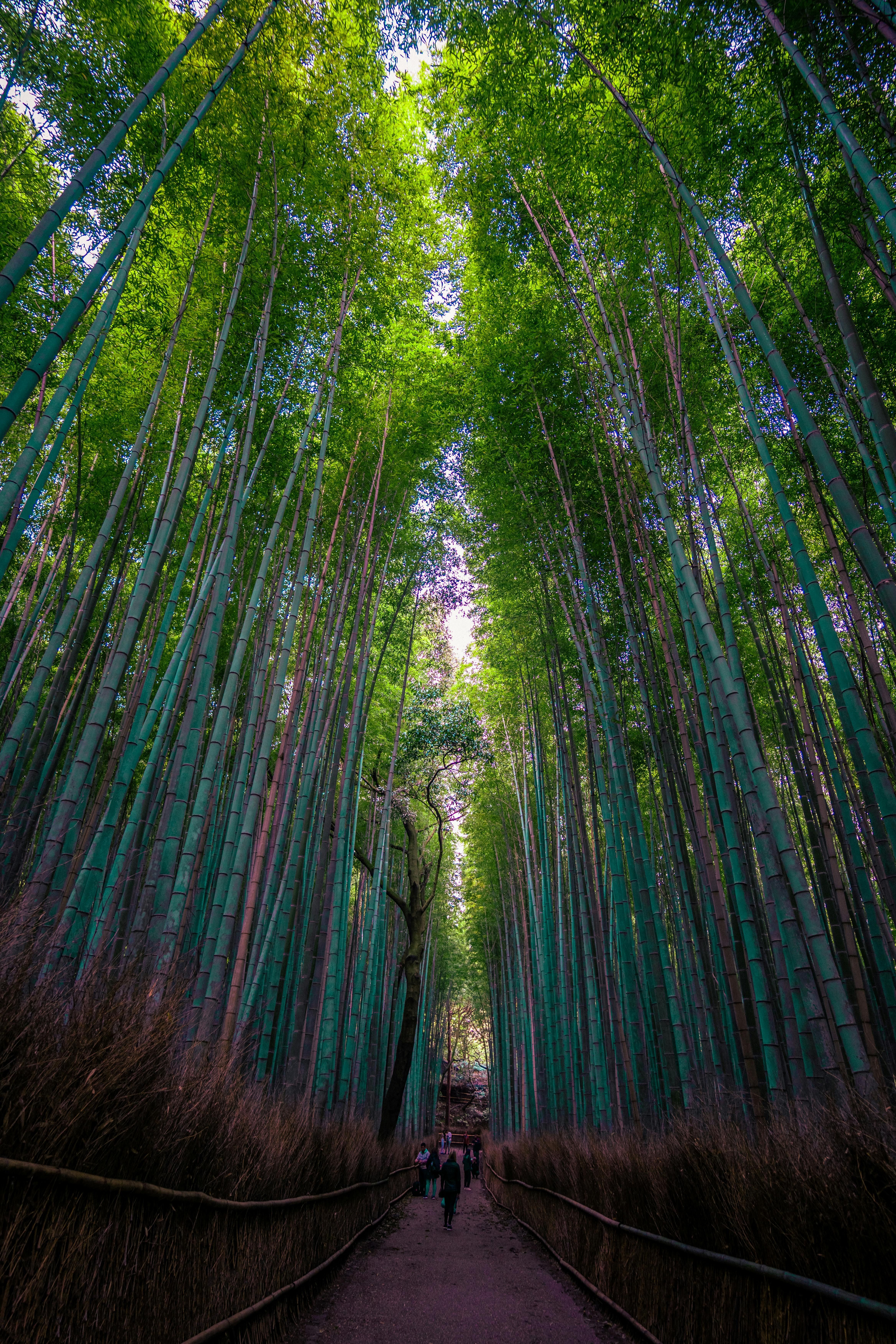Arashiyama Bamboo Grove é um icônico bosque de bambu • Pexels