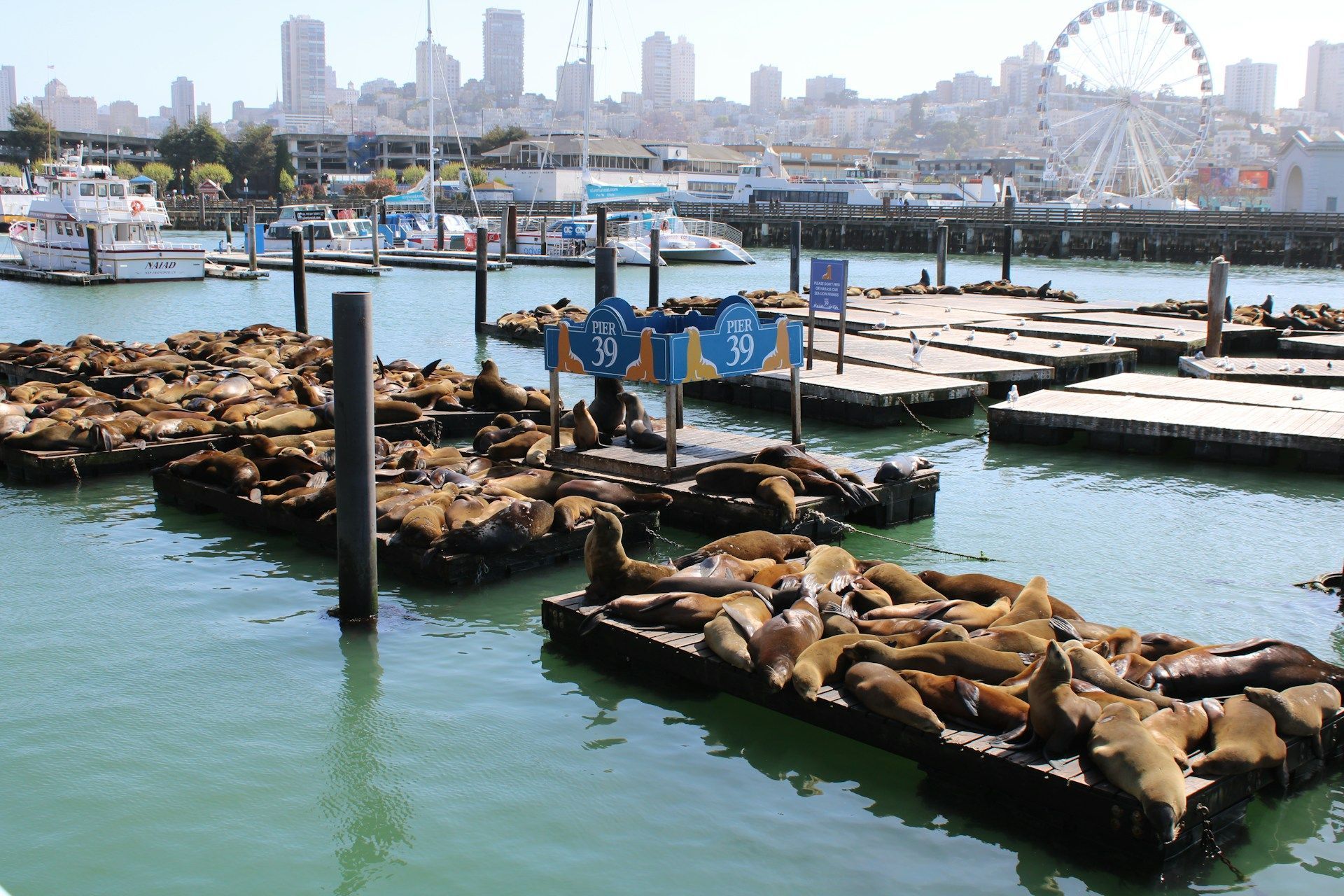 Famosa colônia de leões-marinhos descansando nas docas do Pier 39 em São Francisco, Califórnia • Foto de Amber na Unsplash