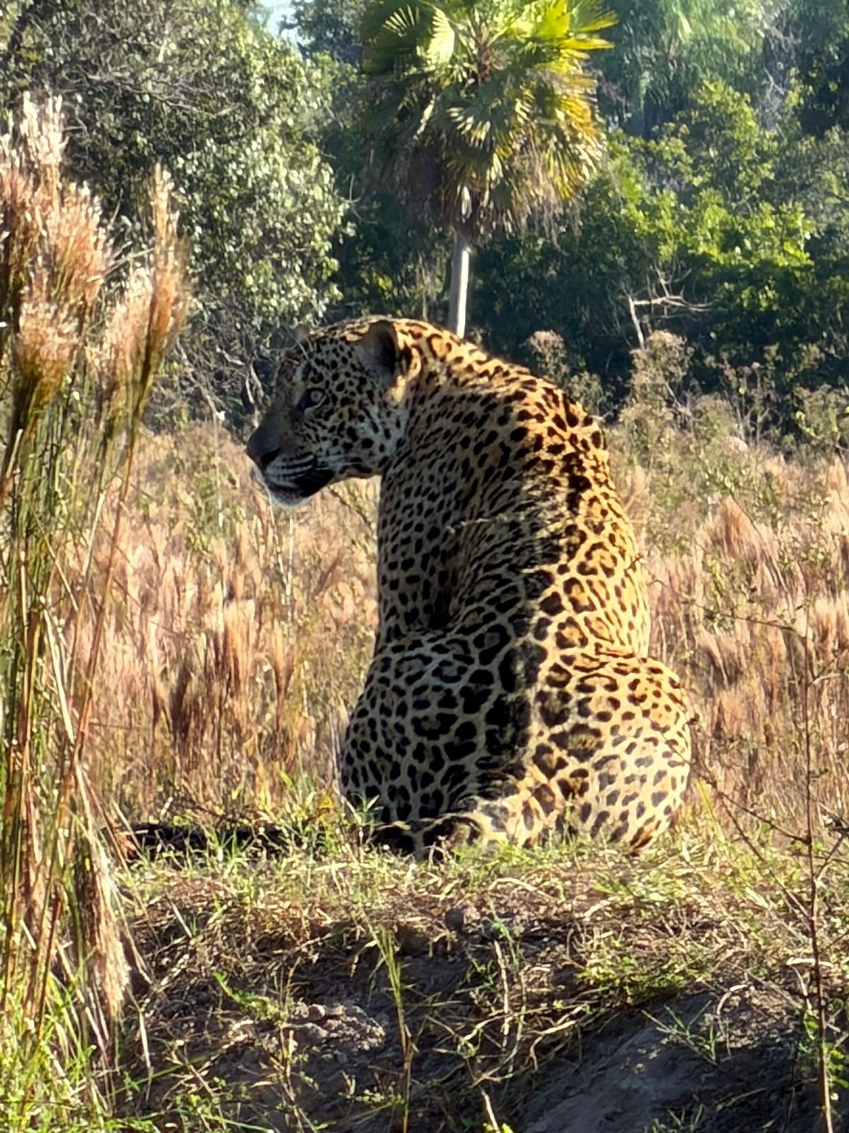 Onça-pintada é o maior felino das Américas; safári no Pantanal ajuda na conservação do mamífero • CNN Viagem & Gastronomia