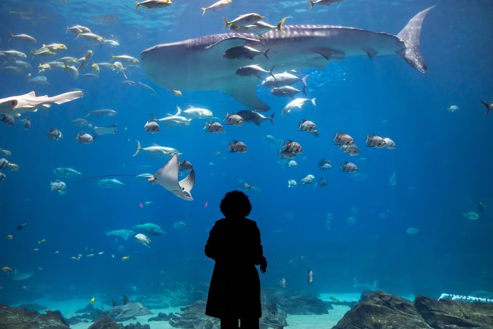 Georgia Aquarium é um dos principais pontos turísticos para famílias em Atlanta • Georgia Aquarium