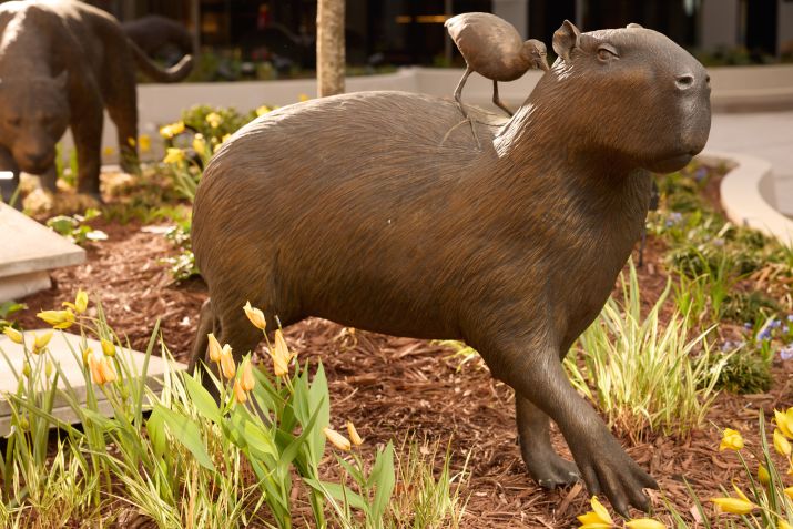 Uma escultura de bronze de uma capivara em posição de atenção, enquanto uma jaçanã procura insetos em suas costas. Ao fundo, uma escultura de bronze de uma onça-pintada a observa com fome • Rebecca Hale/National Geographic