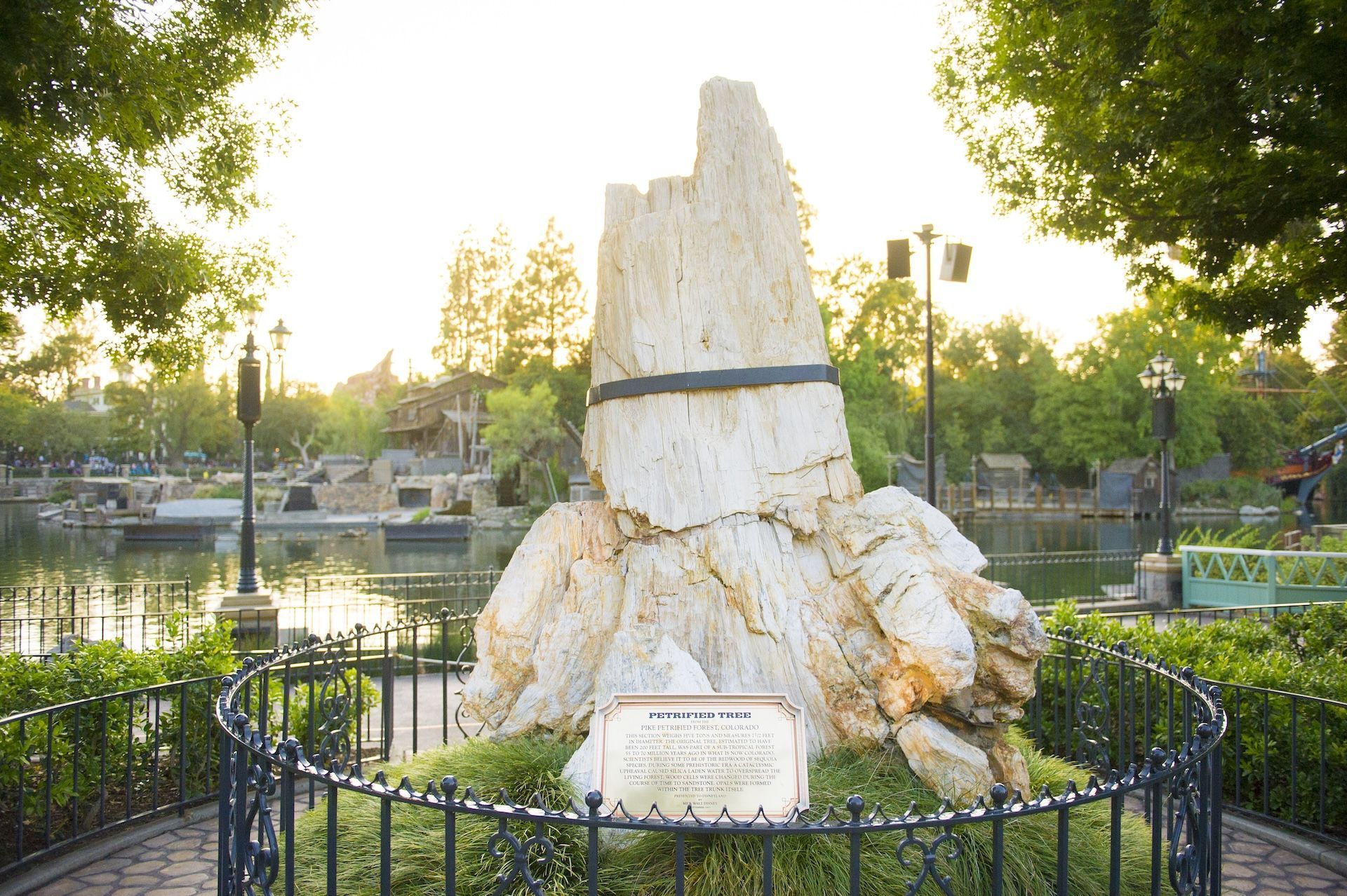 Tronco de árvore petrificada no Disneyland Park pesa cinco toneladas e fica na área de Frontierland • Ty Popko/Disneyland Resort